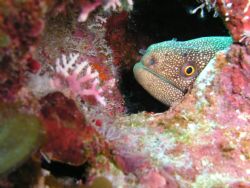 This is a Yellow Tail eel.This little guy has a head abou... by Scott Sternlieb 